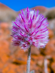 Mulla Mulla - native outback Australian flower