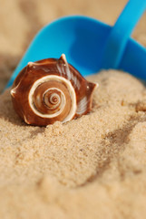 seashell with blue shovel
