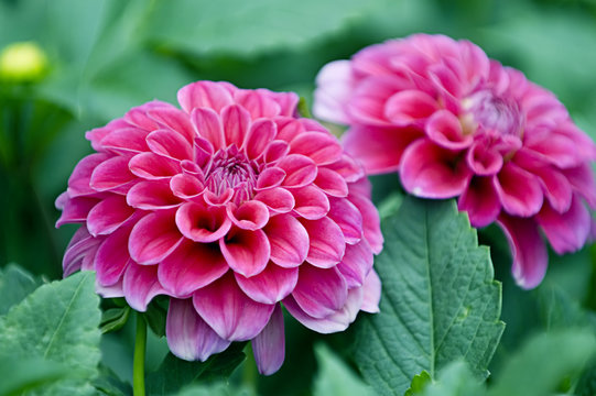 Pink Dahlia Flowers