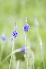Obraz premium Lavender