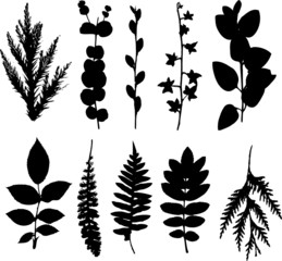 study of a leaf collection - deciduous and coniferous
