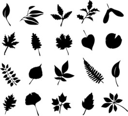 study of a leaf collection