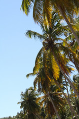 Palm tree border