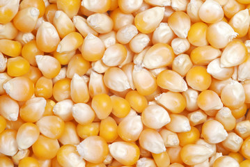 corn seeds pattern