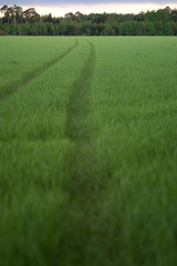 Der Weg