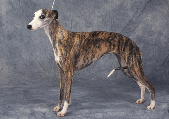 chien  Whippet lévrier nain