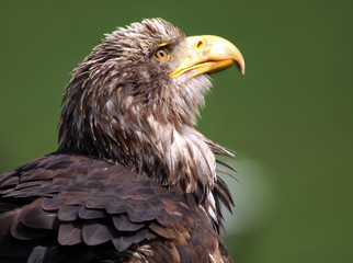 Adler Nahaufnahme