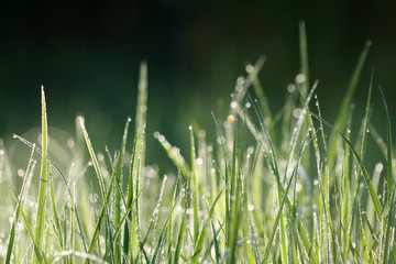 Texture of grass in morning's dew