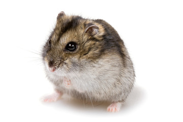 dwarf hamster - obrazy, fototapety, plakaty