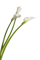 three calla lilies - 8009034