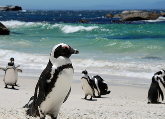 penguins near Simon's Town,South Africa