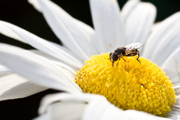 Insect Resting on a Daisy