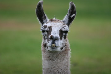 Obraz premium LLAMA ANIMAL