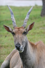 antilope horns