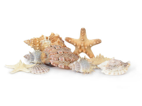 A composition made from shells and starfishes  