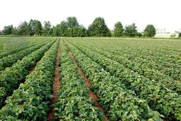 Fototapeta na wymiar Feld mit Erdbeeren