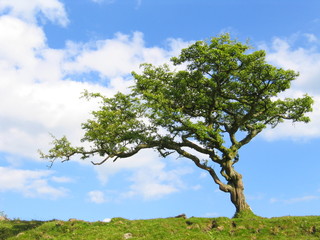 Fototapeta premium Dartmoor Tree in Summer