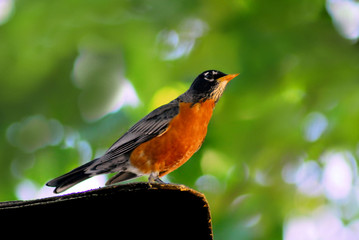 American Robin