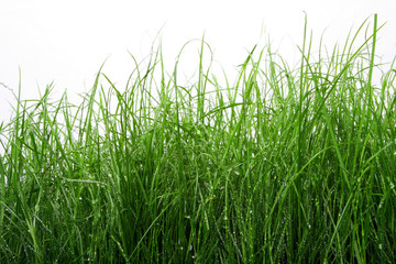 green grass