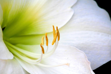 Fototapeta na wymiar Bliska strzał z Białym Lilly Flower