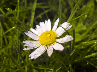 Gänseblümchen imTau