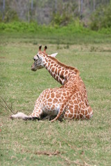 african giraffe