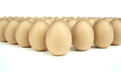 group of eggs on white