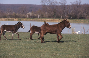 âne  du bourbonnais