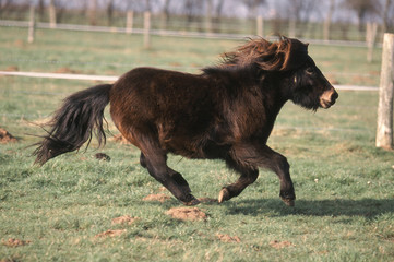 poney shetland 