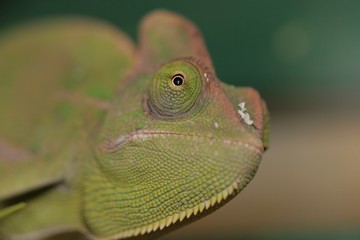 le caméléon curieux 