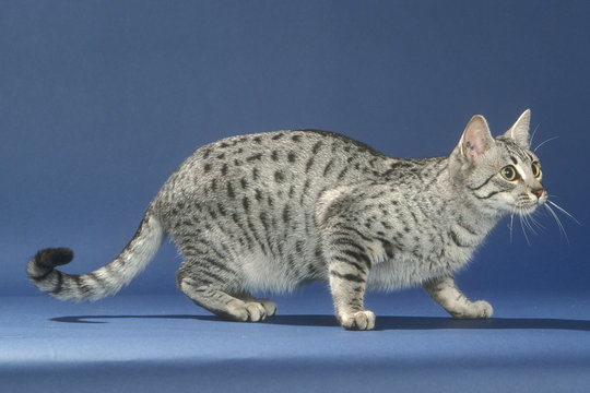 Egyptian store mau pret