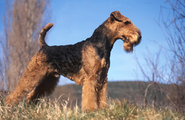 chien  Airedale terrier