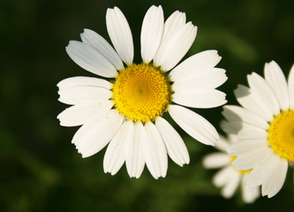 Fototapeta premium Camomile
