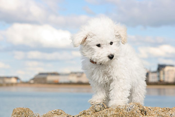 Puppy on the rocks