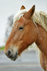 Obraz premium tête de cheval