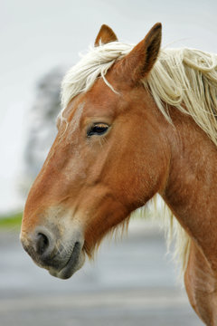 t&ecirc;te de cheval