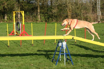 Agility 9