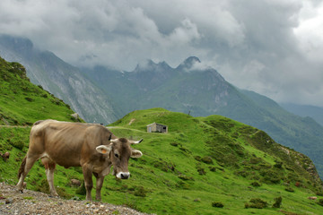 Fototapeta na wymiar vache de montagne
