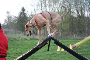 Agility 7