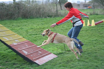Agility 13