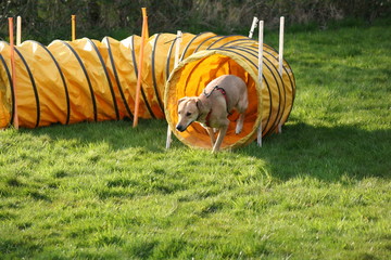 Agility 3