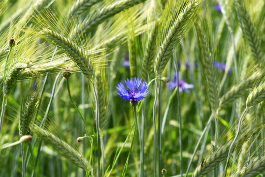 cornflower