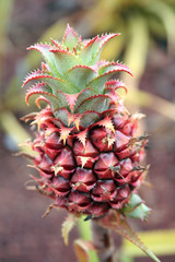 wilde ananas