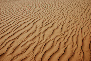 Sea of Sand with Wind Driven Ripples