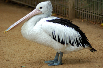 Pelican