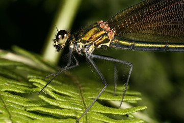Caloptérix vierge femelle