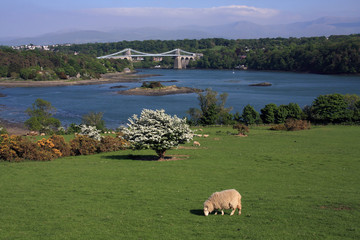 Obraz premium Menai Bridge