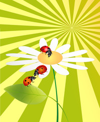Ladybug