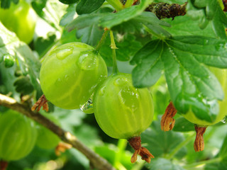 green gooseberries