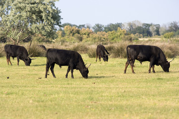 Obraz premium taureau de camargue